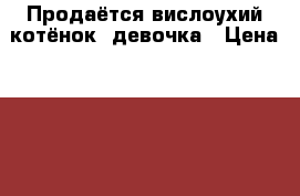 Продаётся вислоухий котёнок, девочка › Цена ­ 500 - Воронежская обл. Животные и растения » Кошки   